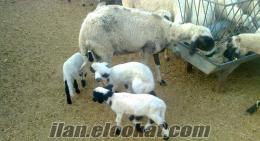 GEBE SAFKAN ÇEŞME SAKIZ KOYUNLARIM ve KOÇLARIM SAHİBİNDEN ACİL SATILIKTIR;