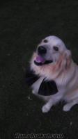Saf kan Golden Retriever köpeğimize, Fındık'a dişi arıyoruz