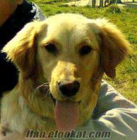 satılık golden retriever 10 aylık dişi