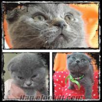 satılık scottish fold yavruları.