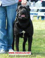 F.C.İ ŞECERELİ CANE CORSO YAVRULARI