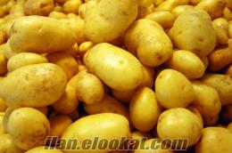 Patates - Satılık Patates - Patatez - Pattiz - Pattez