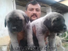 satılık kangal yavruları