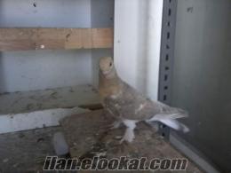 istanbul satılık güvercinler