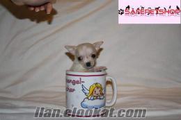 ***CHIHUAHUA EN İYİLERİ SAFEPETSHOP'DA***