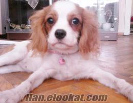 satılık 6 aylık tüm aşıları yapılmış dişi cavalier king charles