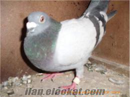 yarış posta güvercini İzmirde posta güvercinleri