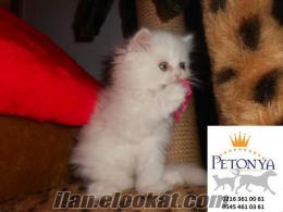 SATILIK CHİNCHİLLA KEDİ YAVRULARI PETONYA PETSHOP