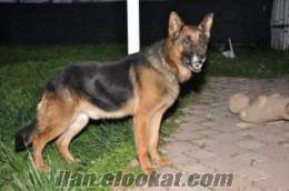 samsundan satılık alman kurdu koruma eğitimli 18 aylık mekan köpeği