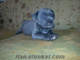 BLUE SİYAH CANE CORSA YAVRULAR