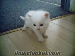 ANGORA KEDİSİ DİŞİ YAVRUSU HASTALARINA ÖZEL