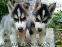 HUSKY ( SİBİRYA KURDU) YAVRULARI