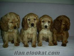 English Cocker Spaniel sahibinden satılık - İstanbul