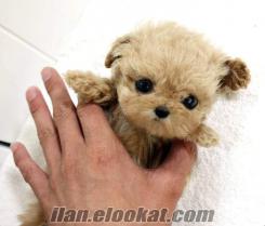 TEACUP POODLE BEBEKLER OYUNCAK DEĞİL GERÇEK!!!