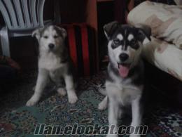 husky safkan 2.5 aylık 250tl