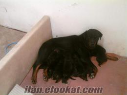 rottweiler yavruları satısa hazırdır