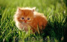 kayıp turuncu yavru kedi