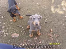 Hatayda doberman......