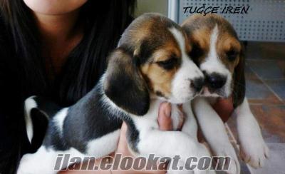 Safkan beagle yavrular