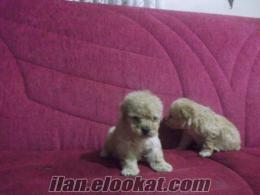 krem renk Toy Poodle yavrularımız tuvalet eğitimlidir