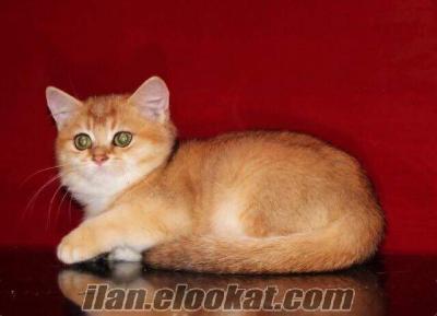 FULL SECERELİ DİŞİ GOLDEN BRITISH SHORTHAIR ( NY12 , NY25 )