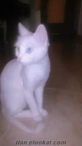 Tarsus'ta satılık safkan dişi Van kedisi