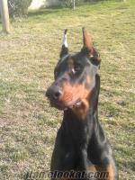 Bursa Doberman