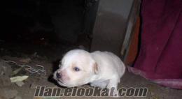 Denizlide terrier white