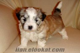 BICHON HAVANESE TERRİER YAVRULARIM ÜRETİM ÇİFTLİĞİMİZDEN