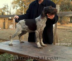 Drahthaar da marka Kennel Von Kujo