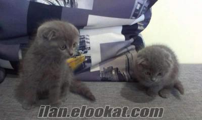 Scottish Fold__British Shorthair Bebekler