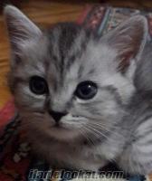 tel kedi kafesi Sahibinden Satılık orjinal American Shorthair