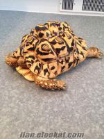 Güzel Leopar Kaplumbağa
