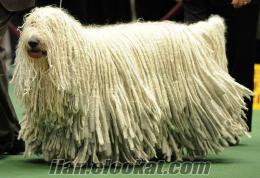 TR NİN İLK KOMONDOR YAVRUSU AB PASAPORTLU MİKRO ÇİPLİ