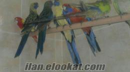 satılık elegans rozella papaganları