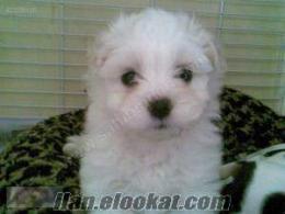 2 aylık 0 numara white terrier