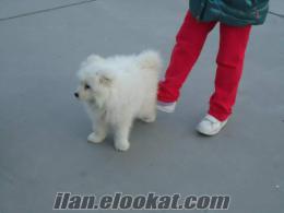 PETSHOPDAN DEGİL SAHİBİNDEN İST AVC SAF SAMOYED 3 AYLIK YAVRU