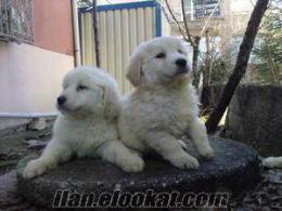 ücretsiz golden retriever yavruları