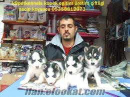 Larada maviş gözlü sibirya kurdu husky yavrulari 250 tl