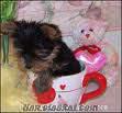 tea cup terrier cinsli köpek arıyorum . lütfen yardımcı olun