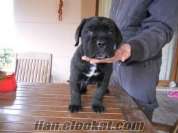 TÜRKİYE ŞAMPİYONU ORKANIN YAVRULARI (CANE CORSO İTALİANO)