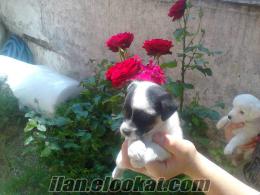 satılık değil ücretsiz jack russell yavruları