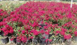 dış mekan süs bitkileri Bodur OYA Lagerstroemia indica nana (Bodur Kırmızı çiçekili oya Çalısı)