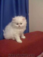 scottish fold ve iran chin chilla yavruları