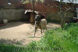 istanbulda satılık kangal köpekler