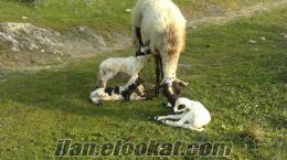 sahibinden satılık koyunlar 34 ad. gebe safkan çeşme sakız koyunlarım sahibinden acil satılıktır