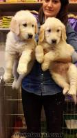 AİLE KÖPEĞİ GOLDEN RETRİEVER YAVRULARI