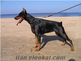 çifleştirmek için erkek doberman köpegi aranıyor