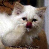 iran kedisi erkek eylül doğumlu.aşıları yapılmıştır