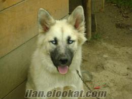 kastamonu CİDE de sahibinden husky